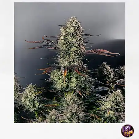 Auto Alien Gas Silent Seeds