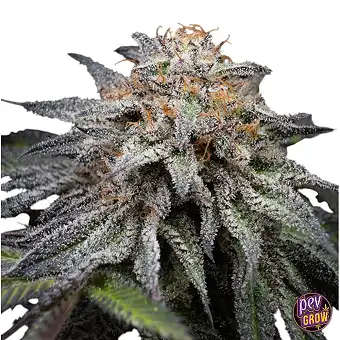 Alien Cookies Fast Version...