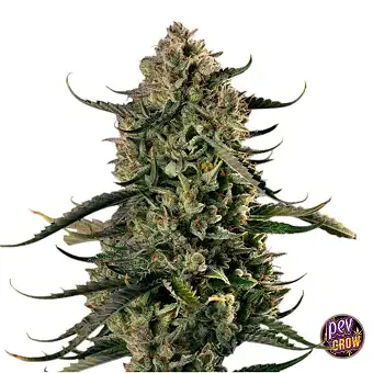 Auto MAC Dawg Silent Seeds