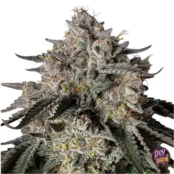 Cherry Essence Feminized –...