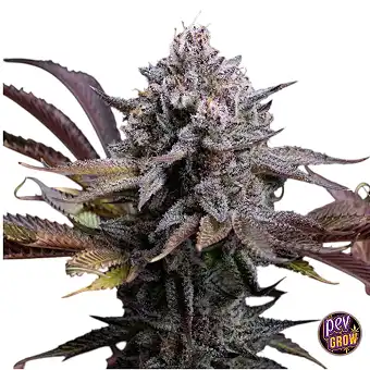Spicy Cherry Feminized...