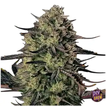 Auto Alien Gas Silent Seeds