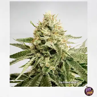 Ice Cream Haze Dutch Passion
