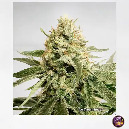 Ice Cream Haze Dutch Passion