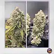 Ice Cream Haze Dutch Passion