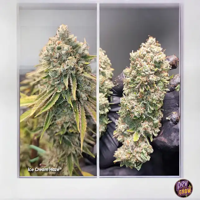 Ice Cream Haze Dutch Passion