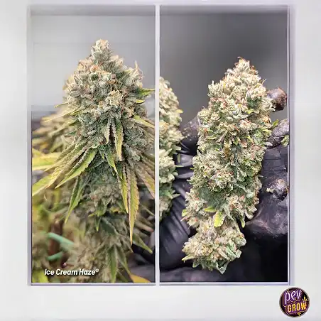 Ice Cream Haze Dutch Passion