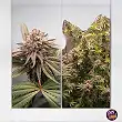 Ice Cream Haze Dutch Passion