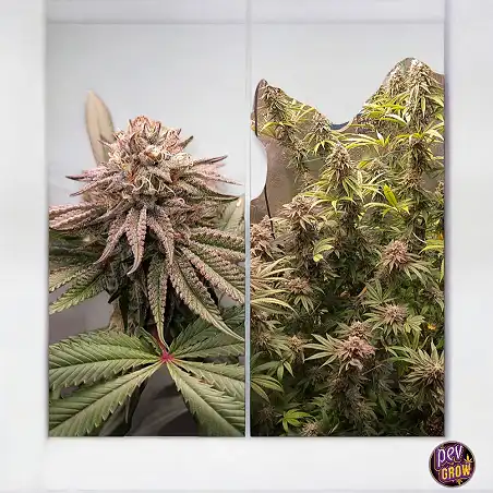 Ice Cream Haze Dutch Passion