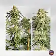 Ice Cream Haze Dutch Passion