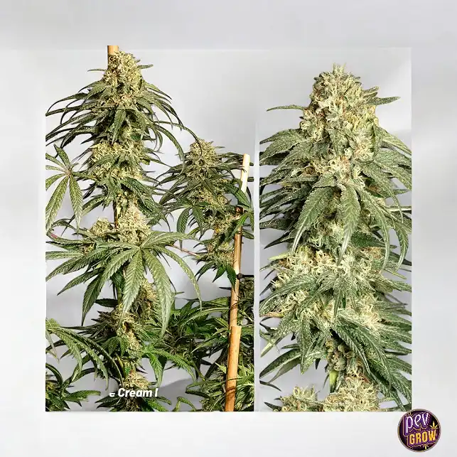 Ice Cream Haze Dutch Passion