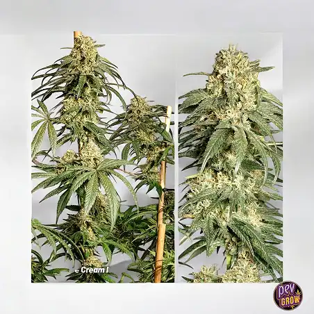 Ice Cream Haze Dutch Passion