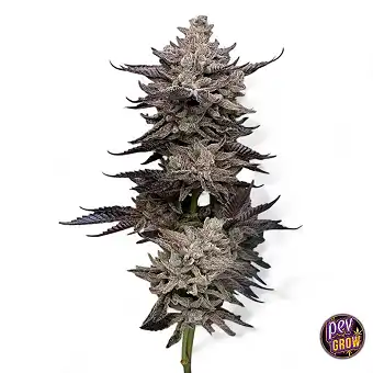 El Valle Haze Paradise Seeds
