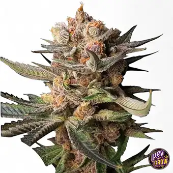 Auto Frozen Biscotti (Dutch...