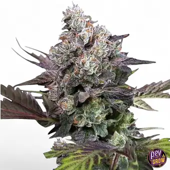 Candy Bubatz XL Feminized...
