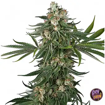 Fallout OG White Label...