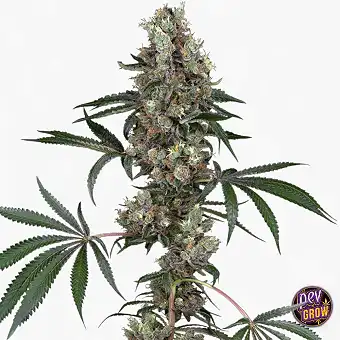 Chemberries Feminized Seeds...