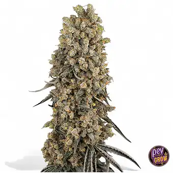 Atomic Blue Dream...