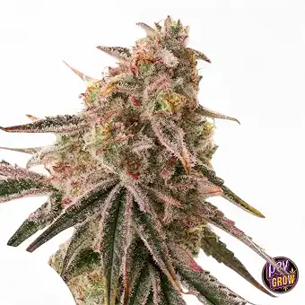 Frozen Biscotti feminiserte...