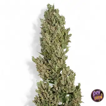 Sensi Supreme Jack –...