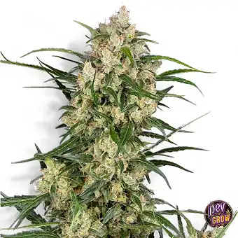 Sementes Autoflorescentes...