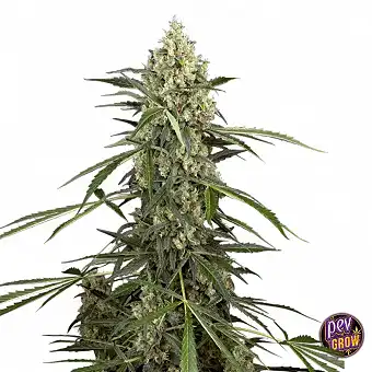 Sensi Supreme Skunk...