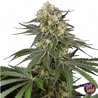 Sensi Supreme Angel’s Bliss...