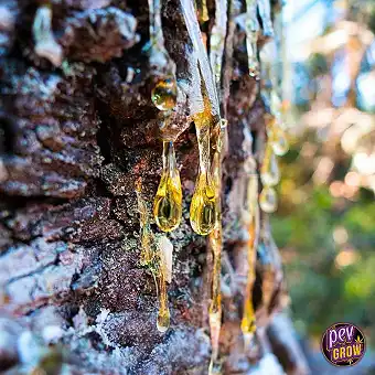 Resina Natural de Piñeiro...