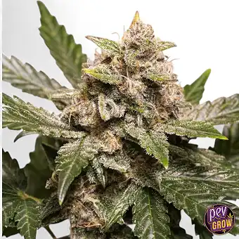 Auto Strawberry Soda Dutch...