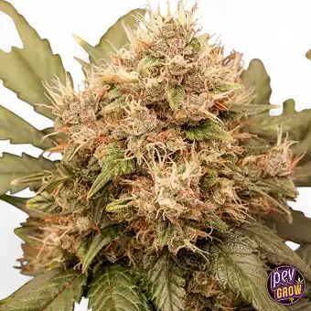 Auto Red Tropicana Cookies...