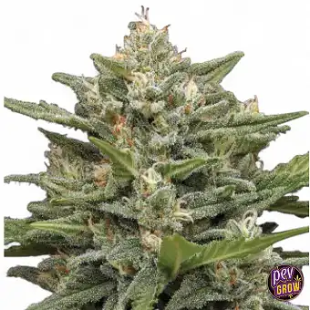 Auto Vanilla Latte Humboldt...