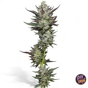 Vanilla Creme Pie Feminized...