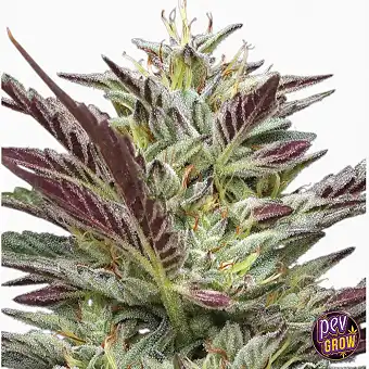 Notorious THC feminisiert...