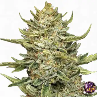 Auto California Sour Diesel...