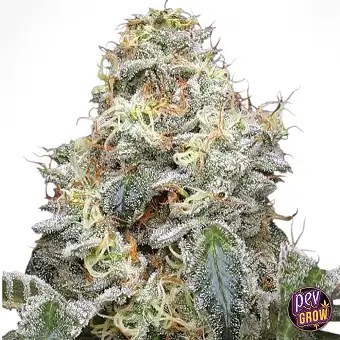 Feminizovaná semena...