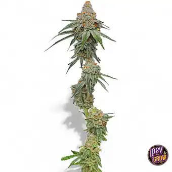 Feminizovaná semena...