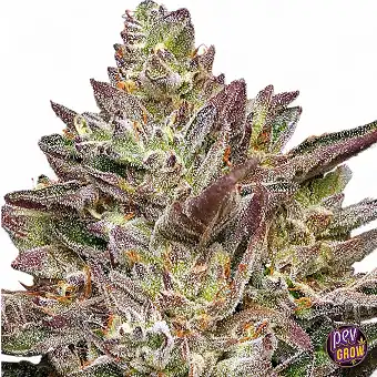 Feminізовані насіння...