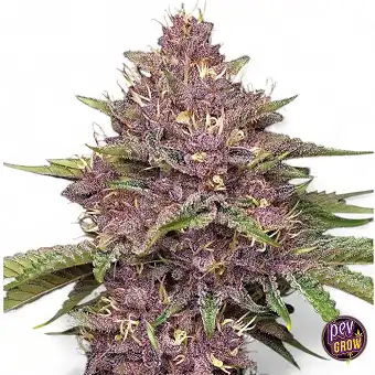 Purpz Feminizada Humboldt...