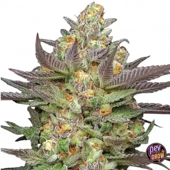 Mint Jelly Autoflower...