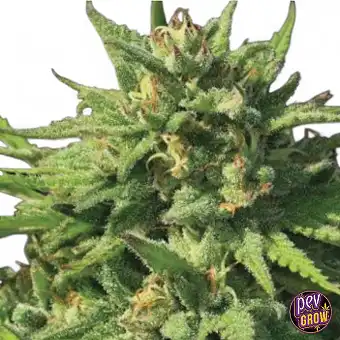 Bigfoot Glue Feminiserade...