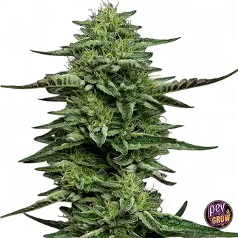 The Bling Feminized...