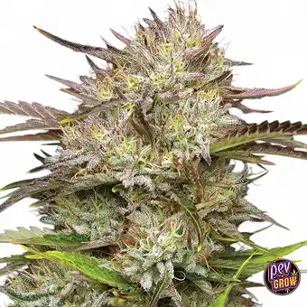 California Haze...