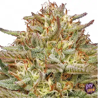 Orange Cream Pop Feminized...
