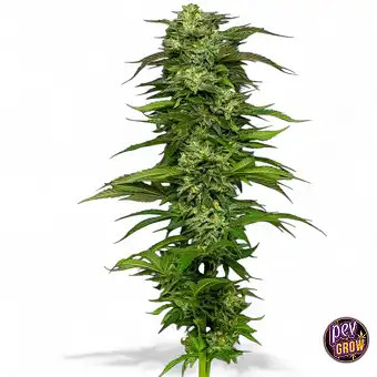 Auto Dream Queen Humboldt...