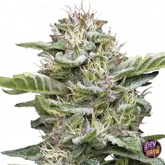Garlic Budder Feminized...