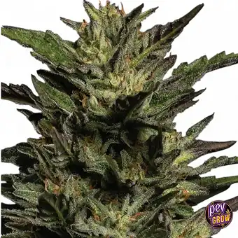 Sementes Feminizadas...