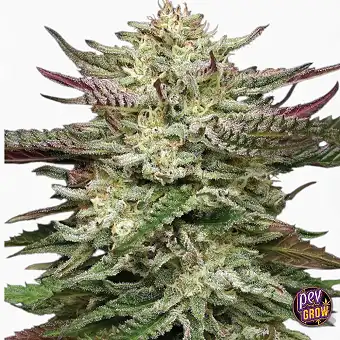 Auto Humboldt Headband...