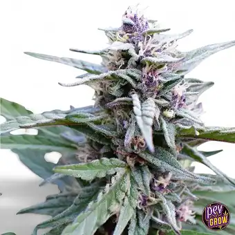 Hi-biscus Feminized...