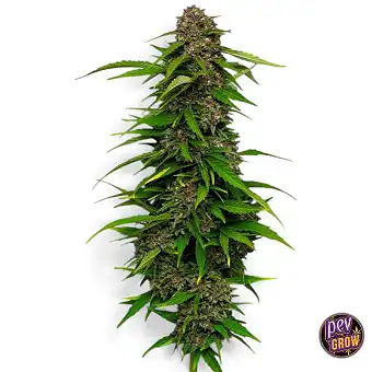 Squirt feminizált magok –...