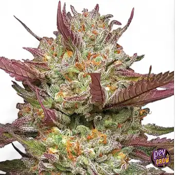 Blueberry Pancakes...